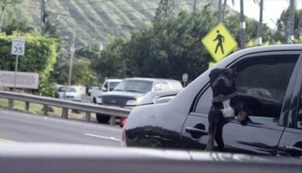 klyker funny picdump 134 13 600x344 Klyker Picdump (152 photos)