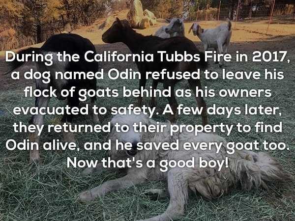 random facts 10 600x450 It’s Time For Some Cool And Interesting Facts – Part 88 (55 photos)