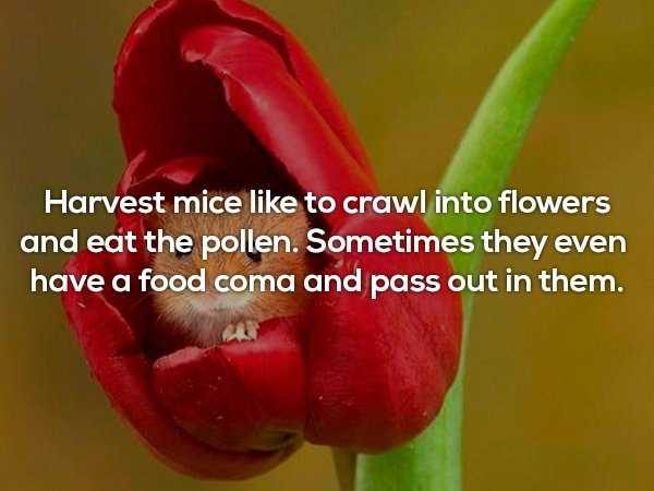 random facts 17 600x450 It’s Time For Some Cool And Interesting Facts – Part 88 (55 photos)