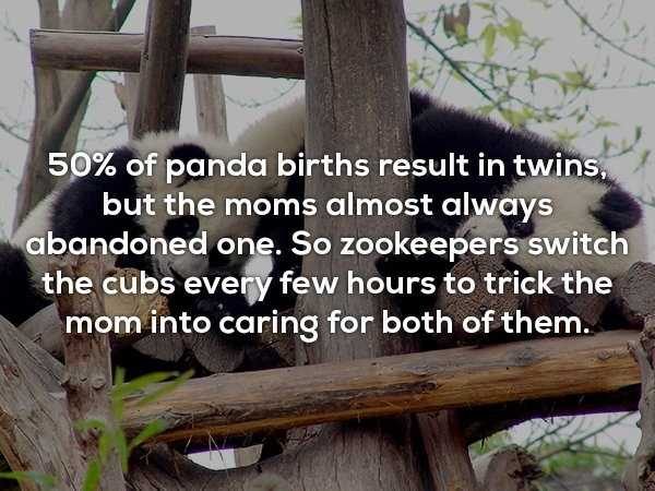 random facts 21 600x450 It’s Time For Some Cool And Interesting Facts – Part 88 (55 photos)