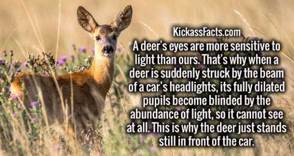 It’s Time For Some Cool And Interesting Facts – Part 89 (80 photos)