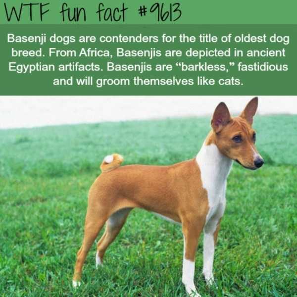 It’s Time For Some Cool And Interesting Facts – Part 89 (80 photos)