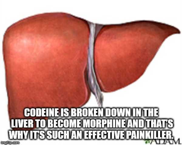 It’s Time For Some Cool And Interesting Facts – Part 93 (60 photos)