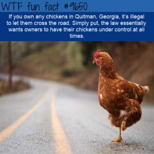 It’s Time For Some Cool And Interesting Facts – Part 91 (80 photos)