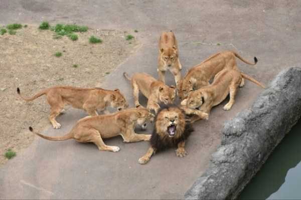 funny animals 1 1 600x399 Get Ready For Funny Animals – Part 29 (52 photos)