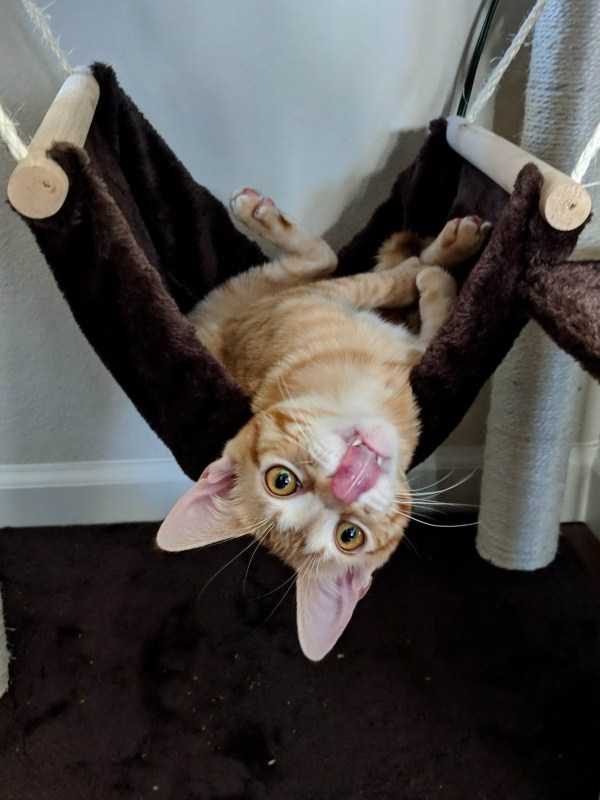 Get Ready For Funny Animals – Part 30 (45 photos)