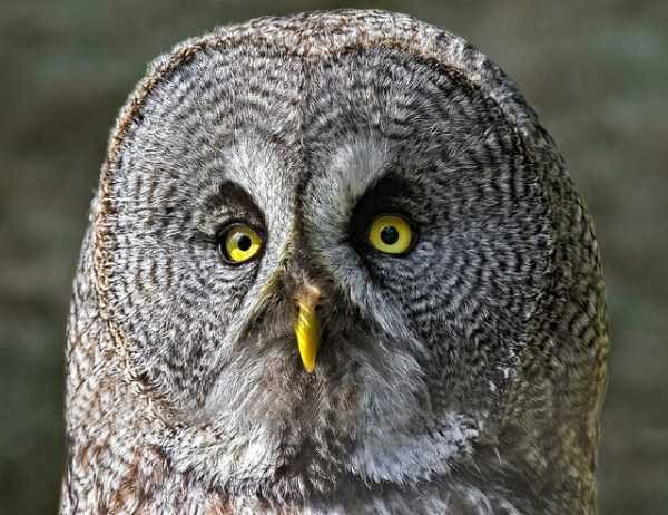 funny animals 1 9 600x462 Get Ready For Funny Animals – Part 37 (45 photos)