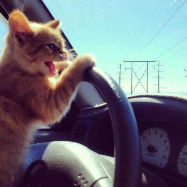 Get Ready For Funny Animals – Part 41 (49 photos)