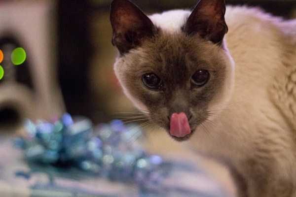 Get Ready For Funny Animals – Part 30 (45 photos)