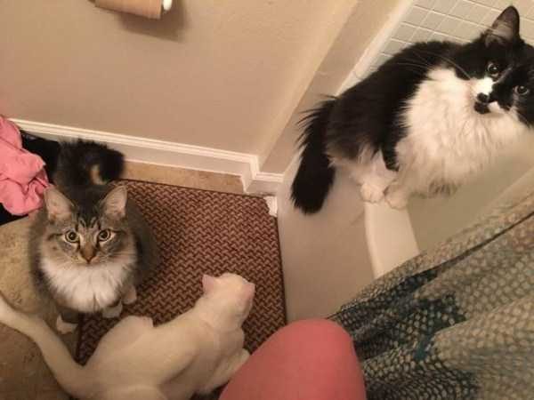 Get Ready For Funny Animals – Part 36 (56 photos)