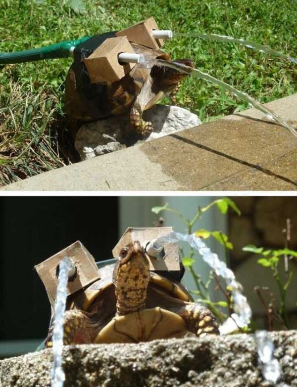 funny animals 10 9 600x783 Get Ready For Funny Animals – Part 37 (45 photos)