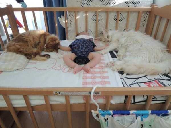 Get Ready For Funny Animals – Part 36 (56 photos)