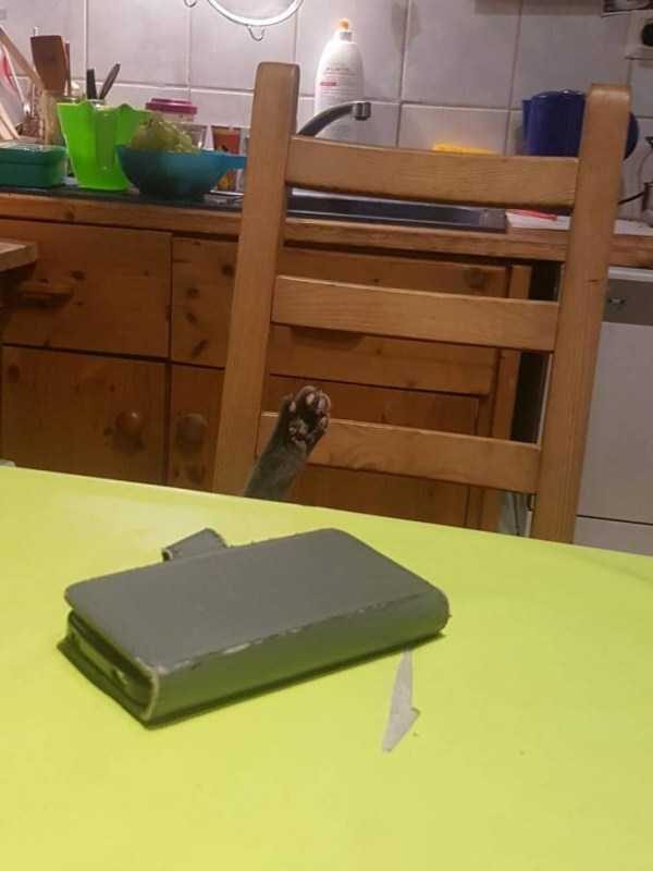 funny animals 12 1 600x800 Get Ready For Funny Animals – Part 29 (52 photos)