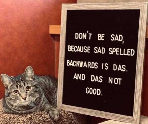 Get Ready For Funny Animals – Part 41 (49 photos)