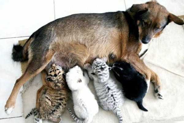 funny animals 12 17 600x401 Get Ready For Funny Animals – Part 44 (49 photos)