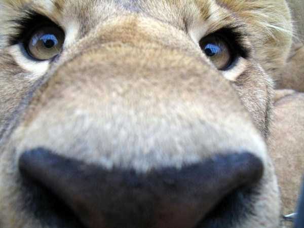 Get Ready For Funny Animals – Part 30 (45 photos)