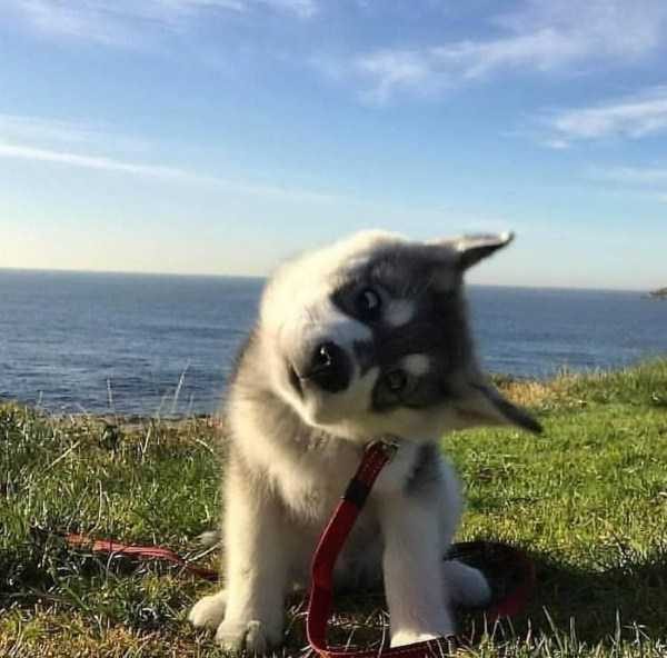 funny animals 12 9 600x592 Get Ready For Funny Animals – Part 37 (45 photos)