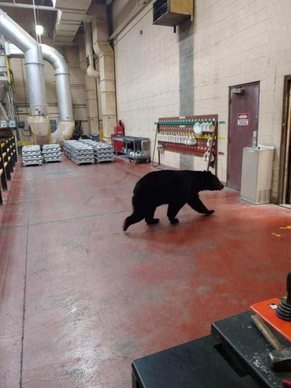 Get Ready For Funny Animals – Part 41 (49 photos)