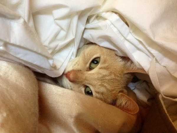 Get Ready For Funny Animals – Part 30 (45 photos)