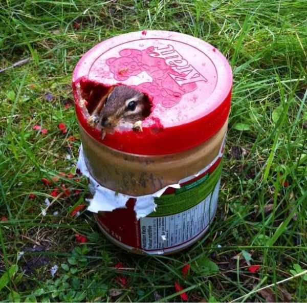 Get Ready For Funny Animals – Part 36 (56 photos)