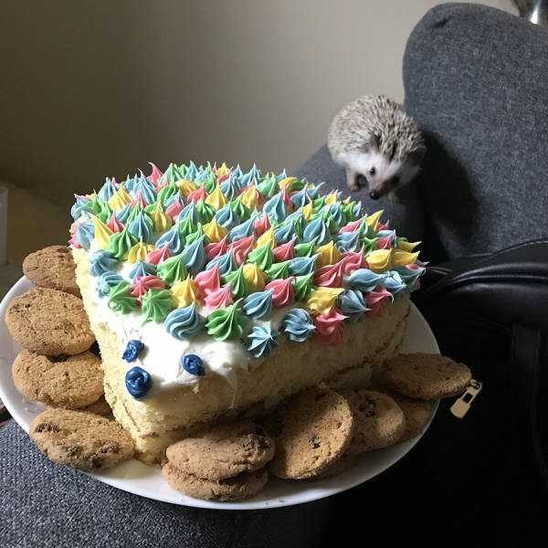 funny animals 14 1 600x600 Get Ready For Funny Animals – Part 29 (52 photos)