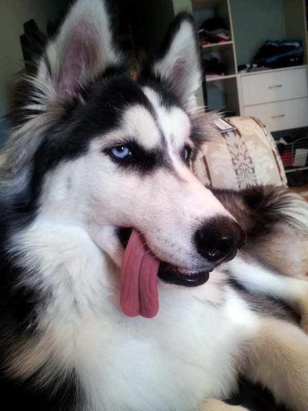 Get Ready For Funny Animals – Part 30 (45 photos)