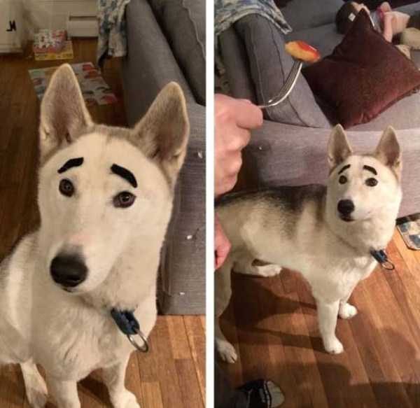 funny animals 15 1 600x583 Get Ready For Funny Animals – Part 29 (52 photos)