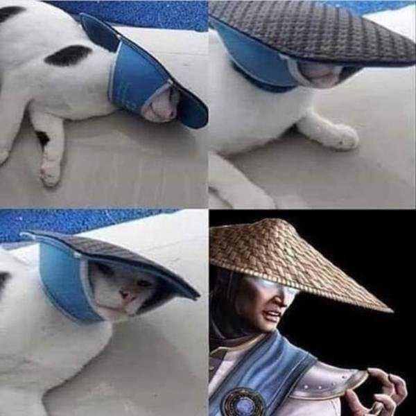 funny animals 16 1 600x600 Get Ready For Funny Animals – Part 29 (52 photos)