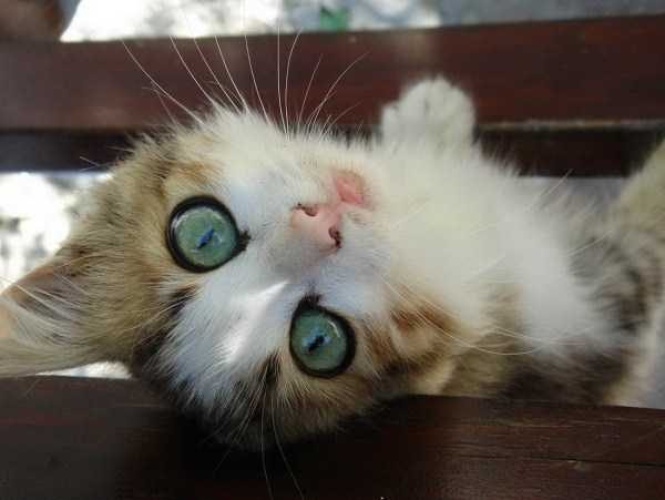 Get Ready For Funny Animals – Part 30 (45 photos)