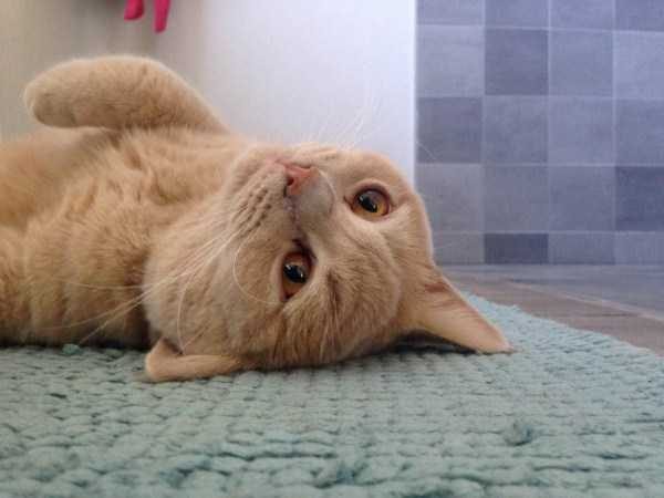 funny animals 16 9 600x450 Get Ready For Funny Animals – Part 37 (45 photos)