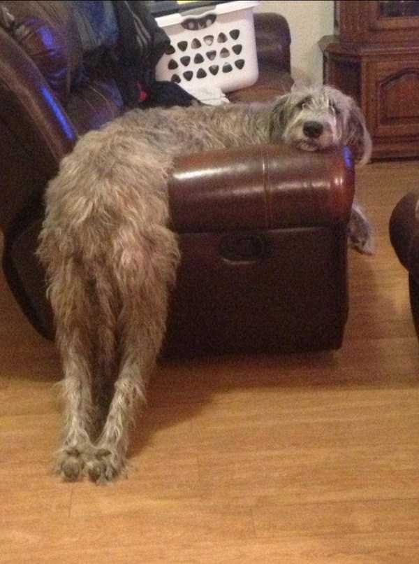 funny animals 17 1 600x806 Get Ready For Funny Animals – Part 29 (52 photos)