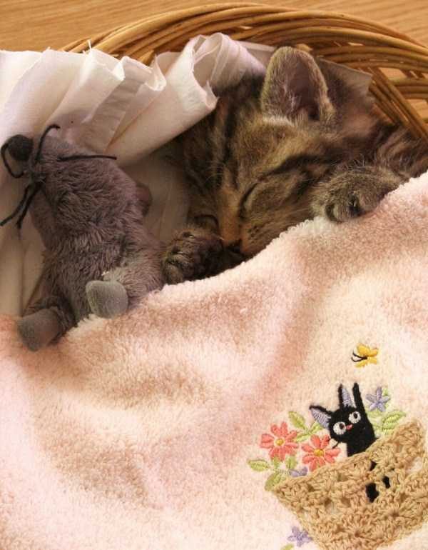 Get Ready For Funny Animals – Part 30 (45 photos)