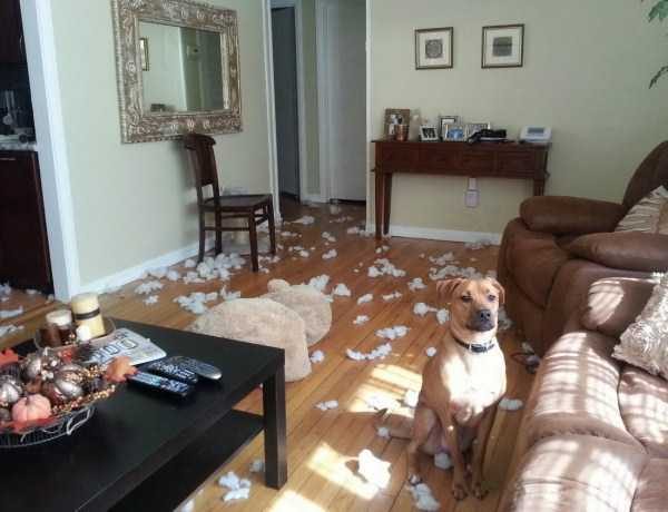 Get Ready For Funny Animals – Part 30 (45 photos)