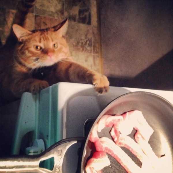 funny animals 18 9 600x600 Get Ready For Funny Animals – Part 37 (45 photos)