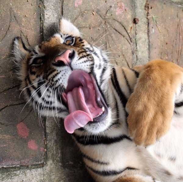 funny animals 19 1 600x595 Get Ready For Funny Animals – Part 29 (52 photos)