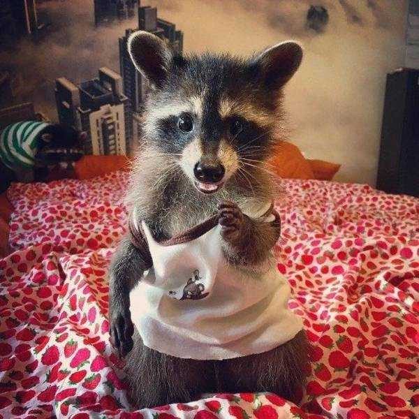 Get Ready For Funny Animals – Part 36 (56 photos)