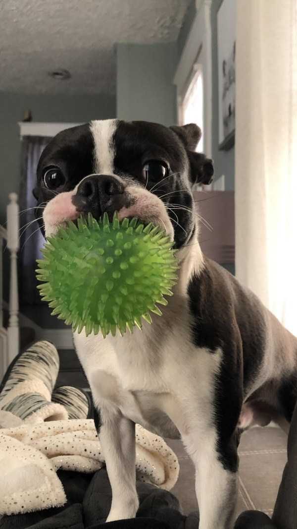 Get Ready For Funny Animals – Part 30 (45 photos)