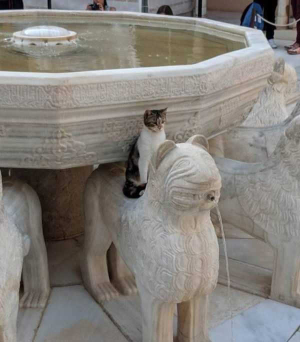 Get Ready For Funny Animals – Part 41 (49 photos)