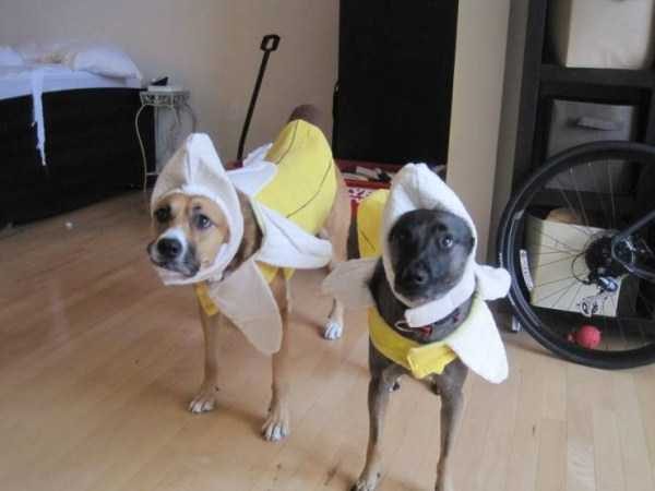 Get Ready For Funny Animals – Part 36 (56 photos)