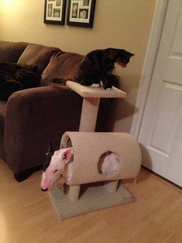 funny animals 20 9 600x800 Get Ready For Funny Animals – Part 37 (45 photos)