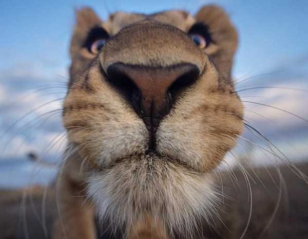 Get Ready For Funny Animals – Part 30 (45 photos)