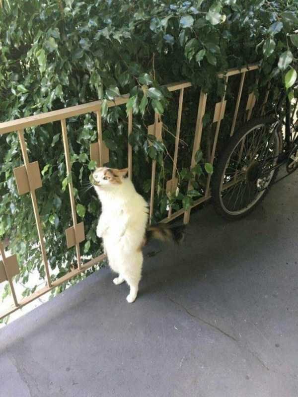 Get Ready For Funny Animals – Part 36 (56 photos)