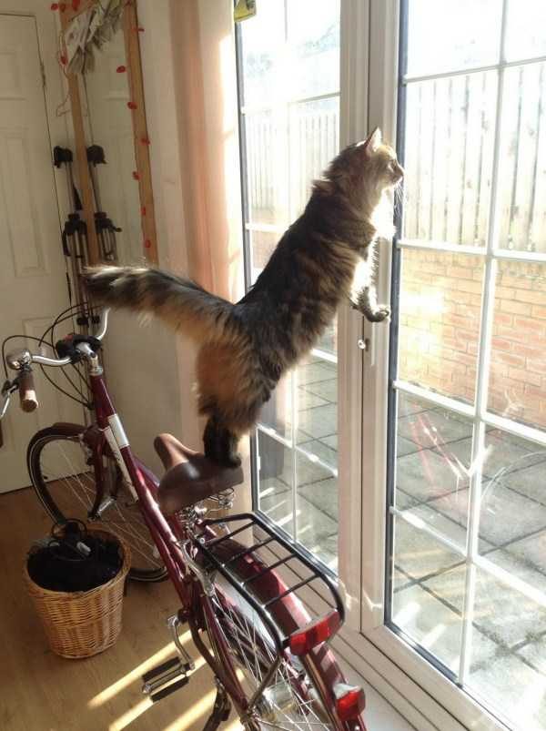 funny animals 22 9 600x803 Get Ready For Funny Animals – Part 37 (45 photos)