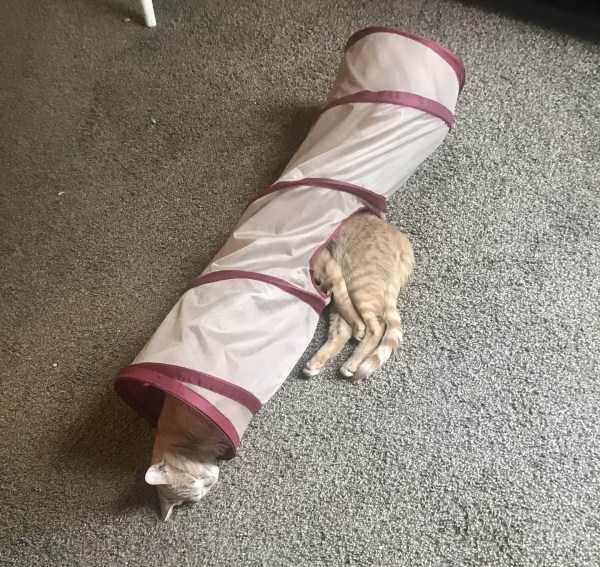 funny animals 23 1 600x567 Get Ready For Funny Animals – Part 29 (52 photos)