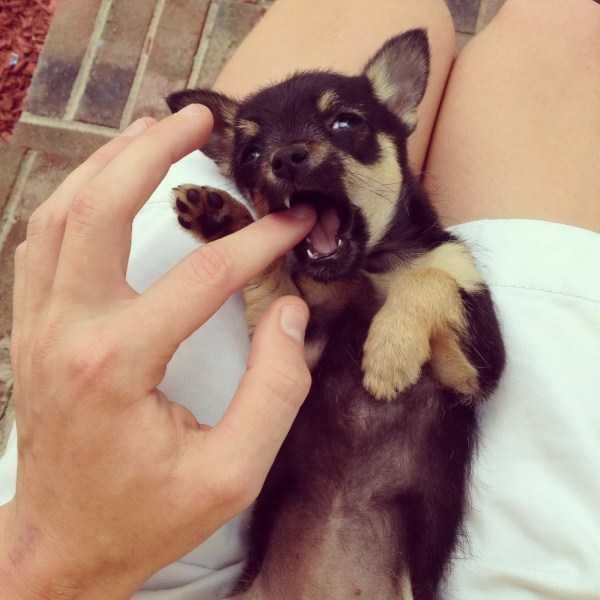 Get Ready For Funny Animals – Part 41 (49 photos)