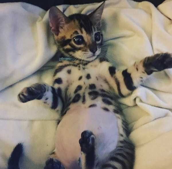 Get Ready For Funny Animals – Part 30 (45 photos)