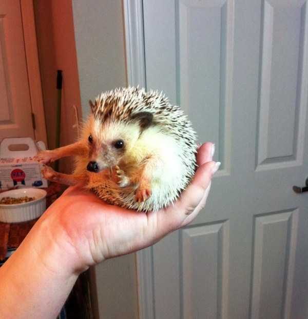 funny animals 23 9 600x622 Get Ready For Funny Animals – Part 37 (45 photos)