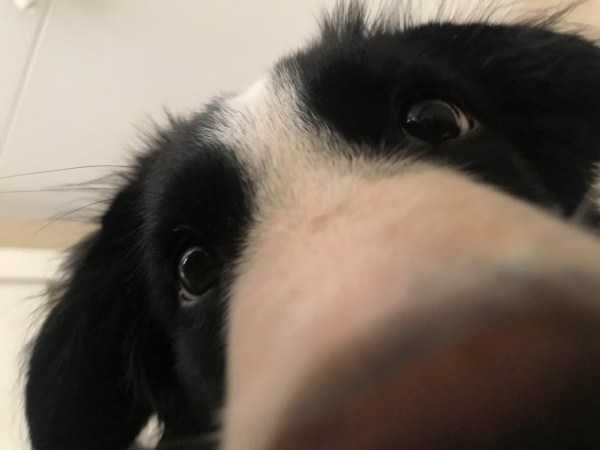 Get Ready For Funny Animals – Part 30 (45 photos)