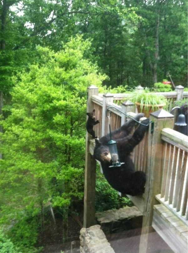 Get Ready For Funny Animals – Part 36 (56 photos)