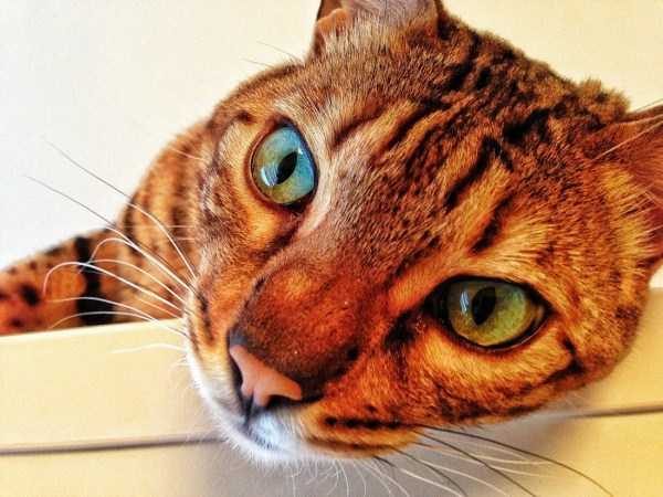 funny animals 24 9 600x450 Get Ready For Funny Animals – Part 37 (45 photos)